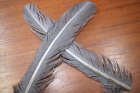 Lathkill Goose Wing Quills Dyed Fiery Blue Dun
