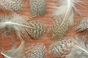 Grey Partridge Neck hackle Dyed