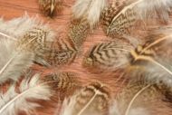 English Grey Partridge Brown Back Hackles