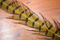 Cock Pheasant Tails Dyed Golden Yellow