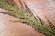 Cock Pheasant Tails Dyed Olive