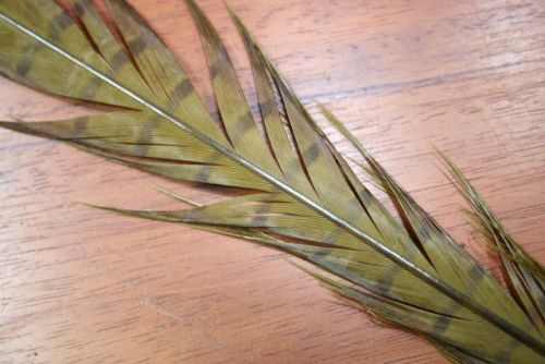 Cock Pheasant Tails Dyed Olive