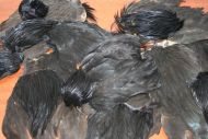 Large amount of black Indian cock and hen capes