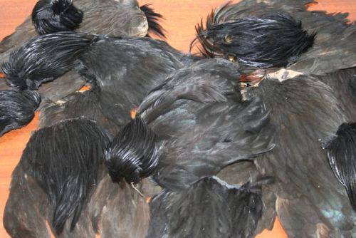 Large amount of black Indian cock and hen capes