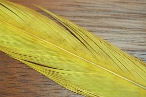 Cock Pheasant Tails Dyed Yellow