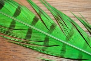 Cock Pheasant Tails Dyed Green