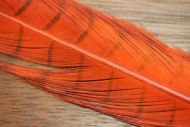 Cock Pheasant Tails Dyed Orange