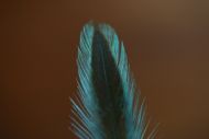 Indian Badger Hen Cape Dyed Teal Blue