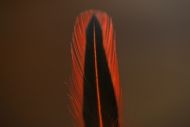 Indian Badger Hen Cape Dyed Hot Orange