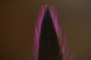 Indian Badger Hen Cape Dyed Magenta