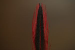 Indian Badger Hen Cape Dyed Red