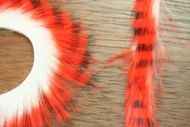 Tiger Barred Rabbit Strips Black Barred Hot Orange Over White