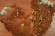 Indian Hen Saddle Speckled Red Game