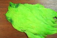 Indian Hen Cape Dyed Chartreuse
