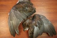 Grouse Wings