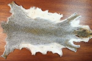 Grey Squirrel Whole Skin