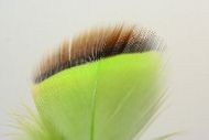 French Partridge Flank Dyed Chartreuse