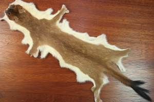 Stoat Whole Skin