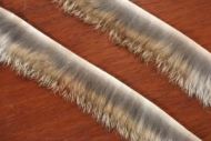 1/8" Crosscut Rabbit Strips Natural Brown