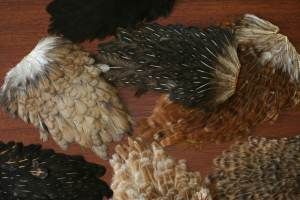 Indian Hen Saddle Mixed Pack Of 5