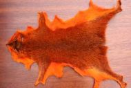 Grey Squirrel Whole Skin Dyed Orange