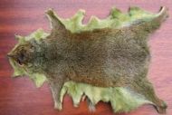 Grey Squirrel Whole Skin Dyed Olive