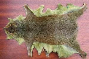 Grey Squirrel Whole Skin Dyed Olive