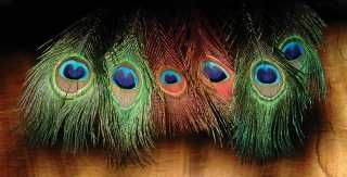 Peacock Eyes Dyed Red