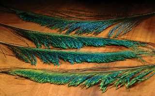 Peacock Sword Feathers  
