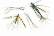 Daddy Legs Black