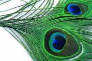 Peacock Eyes Natural